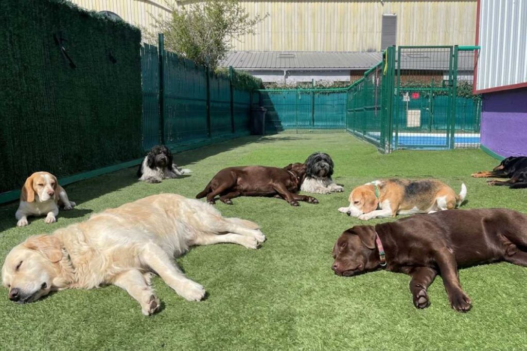 Chien exalté après la balade : l’erreur qu’on fait tous